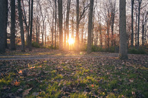 sunburst through a forest in autumn 