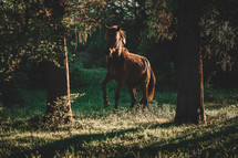 Horse in the forest at sunset