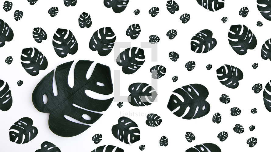 Pattern of tropical monstera on a white background