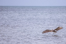 pelican over the ocean 