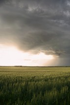 storm clouds over a green field of wheat 