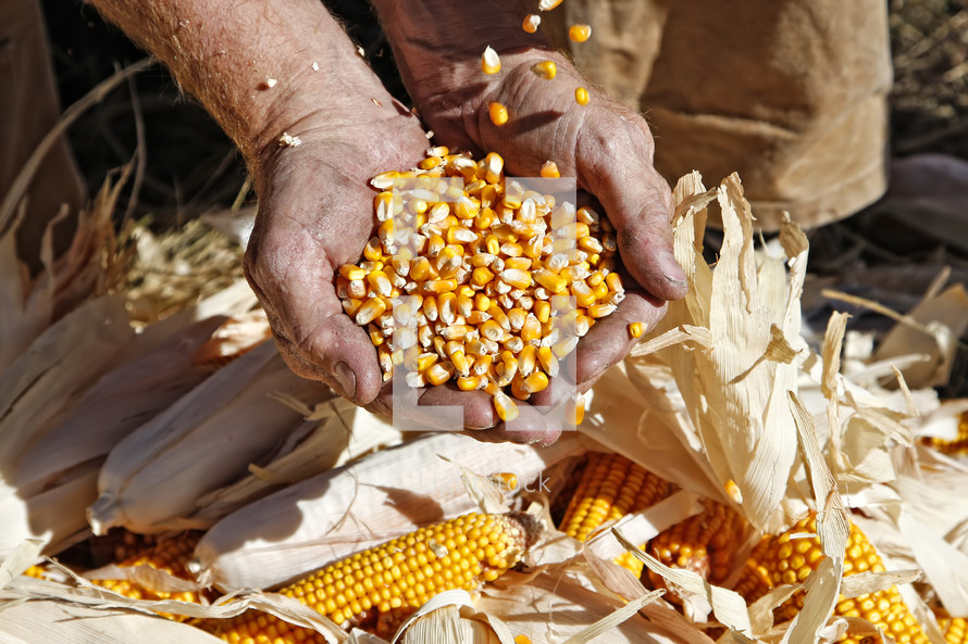 Farmer with a Blessed Harvest of Corn - Seed corn is pouring into his hands and overflowing to corn on ground. 