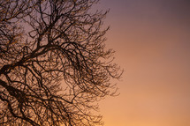winter tree branches at sunset 