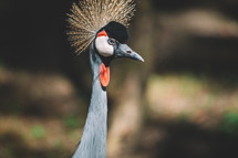 Black crowned crane portrait