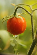 red tomato on the vine
