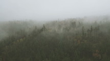 Pan across dense fog in a mountain forest