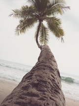 Palm tree on a beach 