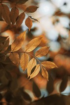 brown tree leaves in the nature in autumn season