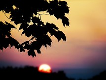 silhouette of leaves and the sun setting 