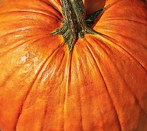 a stem on an orange pumpkin 
