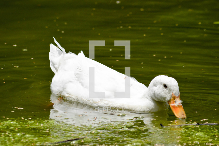 white duck 