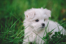 Portrait Of White Maltese Puppy