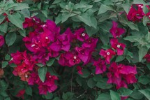 coral and fuchsia flowers on a bush 