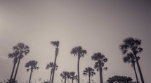 palm trees in a foggy sky 
