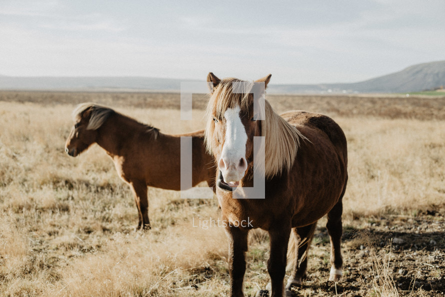 horses on the plains 