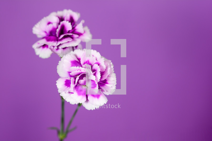 purple carnations against a purple background 