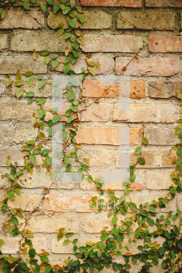 ivy growing up a brick wall 