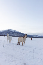 horses in a pasture in snow 