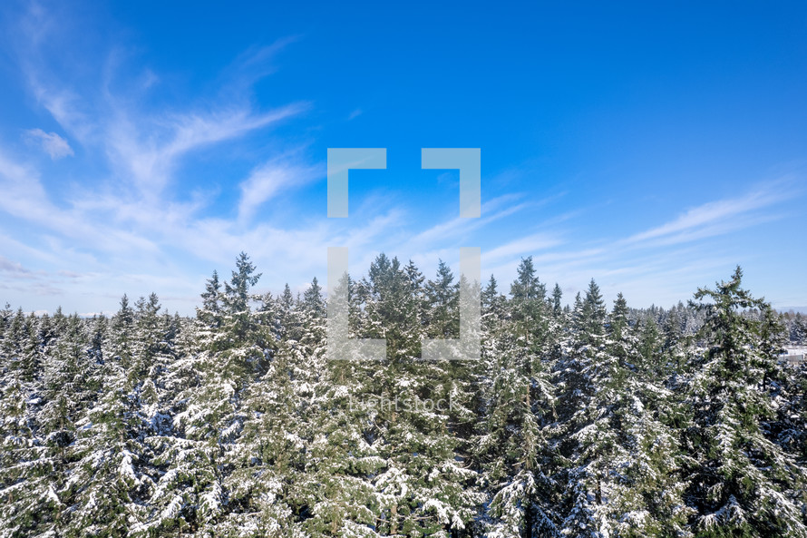 snow over a pine forest 