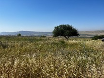 View of the Land of Israel from Mt Arbel
