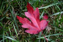 red fall leaf in green grass