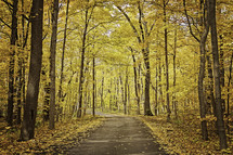 fall forest and rural road 