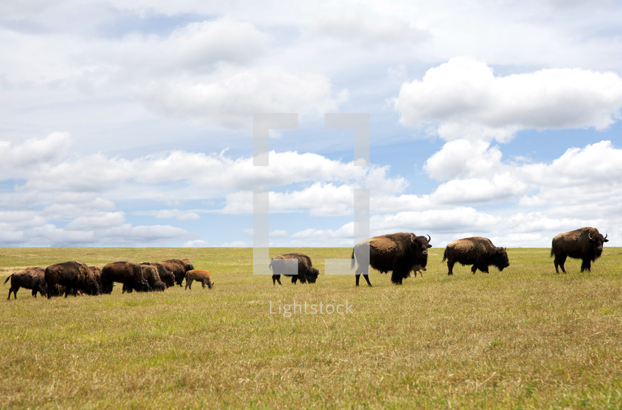 buffalo grazing in a prairie 