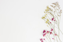 dried flowers on a white background 