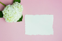 white hydrangeas on a pink background and blank paper 