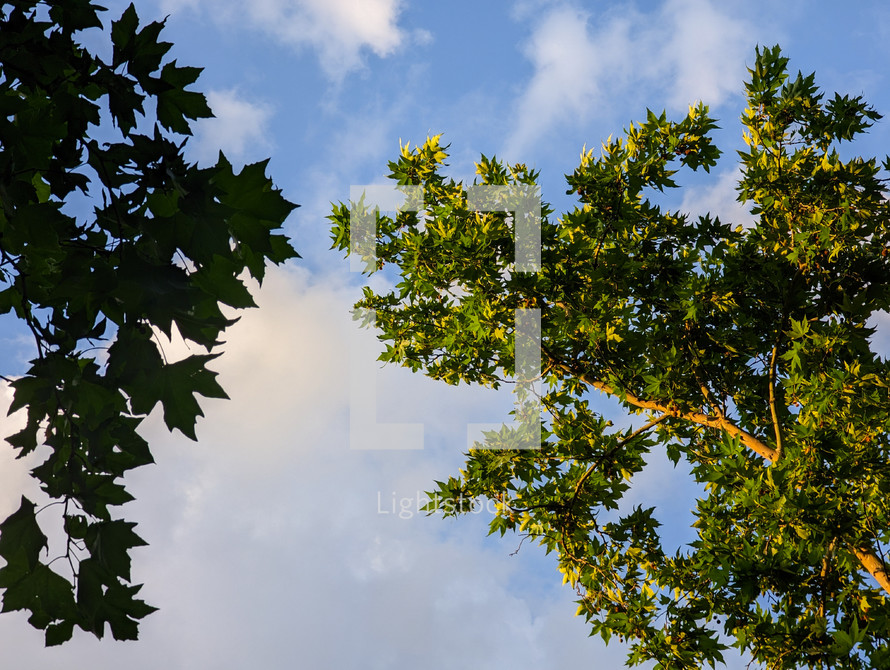 Green leaves and blue sky