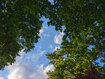 Blue sky and green leaves in summer