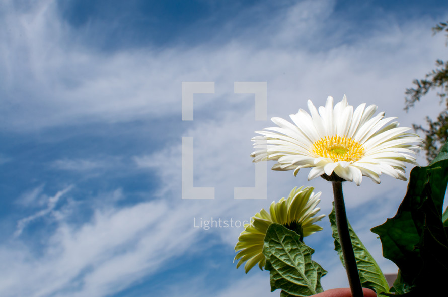 white daisy and a blue sky