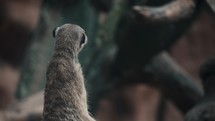 Small mongoose (meerkat) sitting on hind legs, keeping a watchful eye