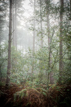 trees in a foggy forest 