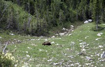 a grizzly bear in the wild 