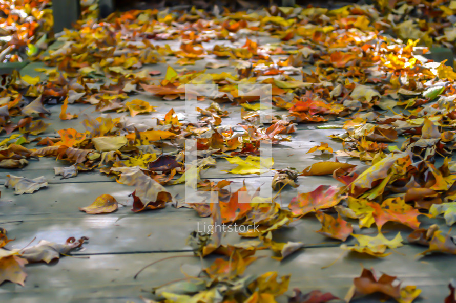 fall leaves on a sidewalk 