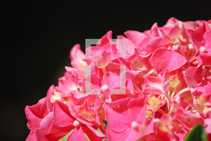pink hydrangeas