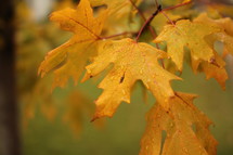 wet yellow fall leaves on a tree 