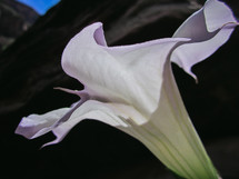 white flower closeup 