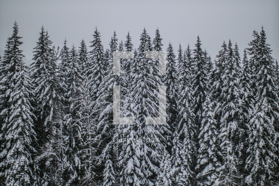 Snowfall on a forest of fir trees.