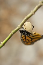 monarch butterfly emerging from a chrysalis
