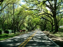 Two-lane country road canopied by trees.