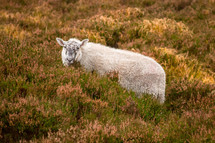 Sheep in the Heather in the Wicklow Mountains