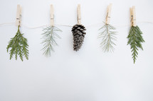pine branche and pine cones on a string 