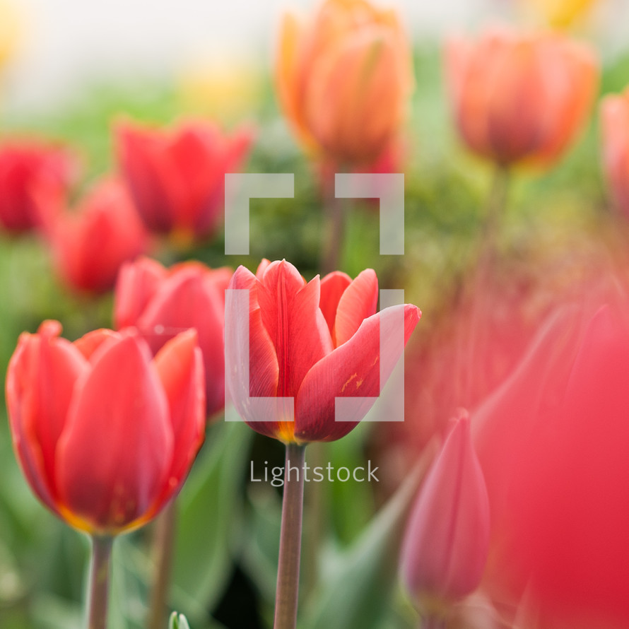 red tulips in sunlight 