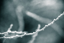 frost on a budding branch 
