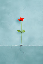 Minimalist poster of a single red flower growing through a crack in a light blue surface, symbolizing resilience, growth, and hope.