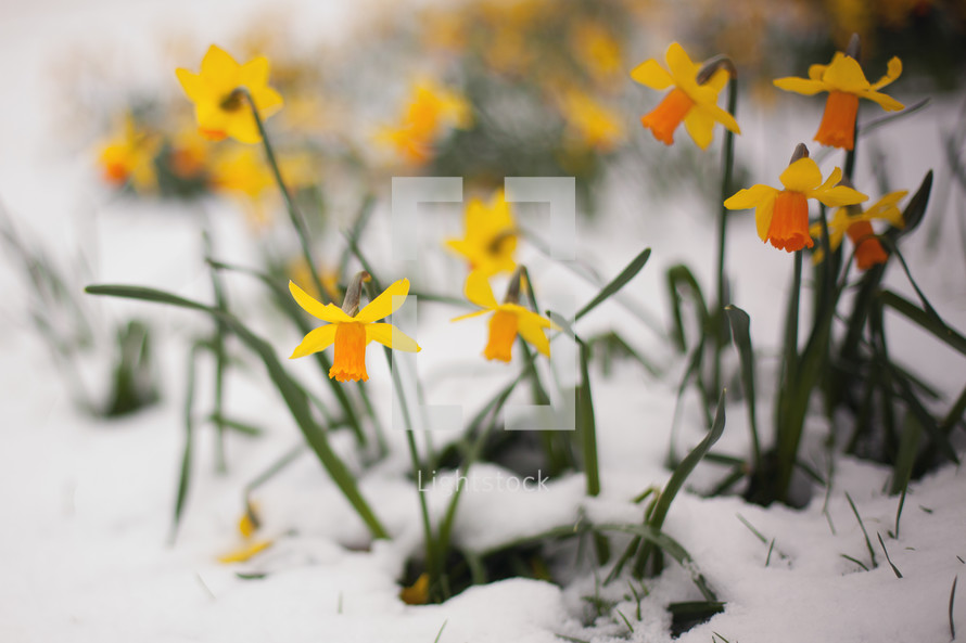 daffodils in snow 