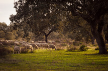 flock of sheep in fields of Extremadura, Spain