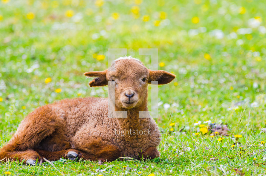 brown lamb